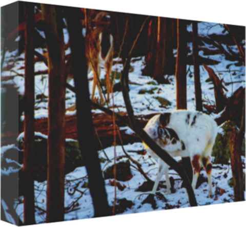 Piebald Doe in the Snow 12 x 8" Artisan Archival Canvas, Thin Gallery Wrap - Canvas Wraps & Ready to Hang - JustLook.Productions