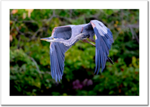 Dustin's Great Blue Heron 30 x 20" Artisan Archival Canvas, Not Mounted - Just Prints - JustLook.Productions
