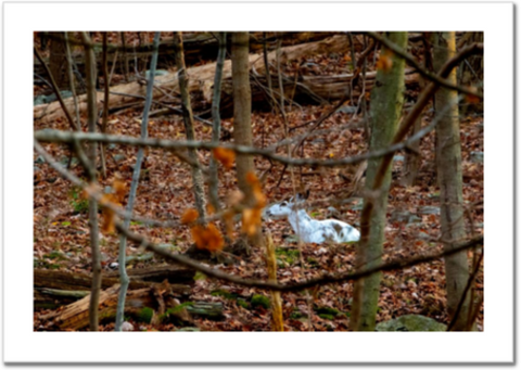 Piebald Doe Chewing Cud 30 x 20" Artisan Archival Canvas, Not Mounted - Just Prints - JustLook.Productions
