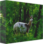 Lesa's White Dear 12 x 8" Artisan Archival Canvas Thick Gallery Wrapped - Canvas Wraps & Ready to Hang - JustLook.Productions