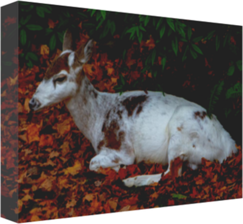 Piebald Doe Resting 12 x 8" Artisan Archival Canvas, Thin Gallery Wrap - Canvas Wraps & Ready to Hang - JustLook.Productions