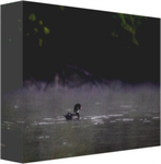 Wood Duck Drake on a Misty Spring Morning 12 x 8" Artisan Archival Canvas Thick Gallery Wrapped - Canvas Wraps & Ready to Hang - JustLook.Productions