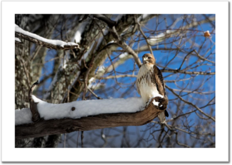 Red-tailed Hawk in Snow 30 x 20" Artisan Archival Canvas, Not Mounted - Just Prints - JustLook.Productions