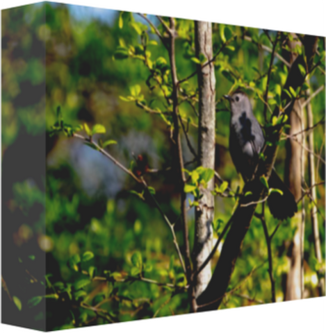 Blue-gray Catbird on a Branch in Springtime 12 x 8" Artisan Archival Canvas Thick Gallery Wrapped - Canvas Wraps & Ready to Hang - JustLook.Productions