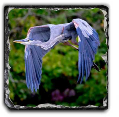 Dustin's Great Blue Heron Square Slate - 5.85x5.85 in - Slates - JustLook.Productions