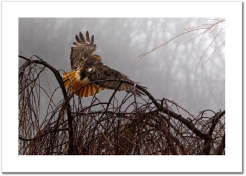 Red-tailed Hawk Foggy Sortie 24 x 16" Artisan Archival Canvas, Not Mounted - Just Prints - JustLook.Productions