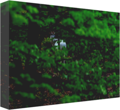 Always Check your Six 12 x 8" Artisan Archival Canvas, Thin Gallery Wrap - Canvas Wraps & Ready to Hang - JustLook.Productions