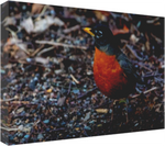 Dee Zki's American Robin 18 x 12" Artisan Archival Canvas, Thin Gallery Wrap - Canvas Wraps & Ready to Hang - JustLook.Productions