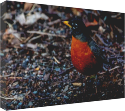 Dee Zki's American Robin 18 x 12" Artisan Archival Canvas, Thin Gallery Wrap - Canvas Wraps & Ready to Hang - JustLook.Productions