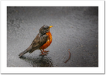 American Robin in the Rain 30 x 20" Artisan Archival Canvas, Not Mounted - Just Prints - JustLook.Productions