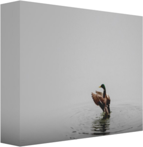 Spring's Maestro! 12 x 8" Artisan Archival Canvas Thick Gallery Wrapped - Canvas Wraps & Ready to Hang - JustLook.Productions