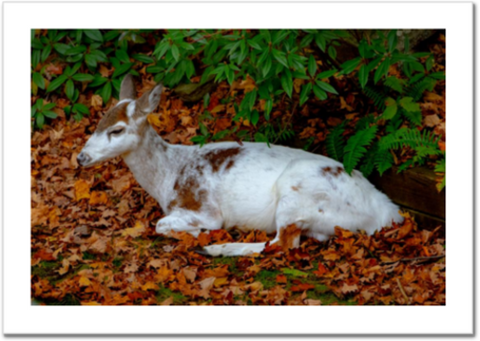Piebald Doe Resting 30 x 20" Artisan Archival Canvas, Not Mounted - Just Prints - JustLook.Productions