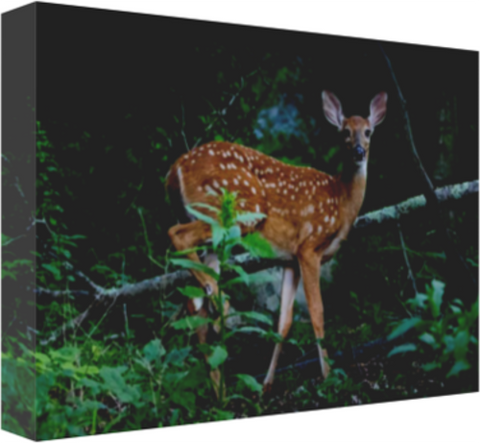 Startled Fawn 12 x 8" Artisan Archival Canvas, Thin Gallery Wrap - Canvas Wraps & Ready to Hang - JustLook.Productions