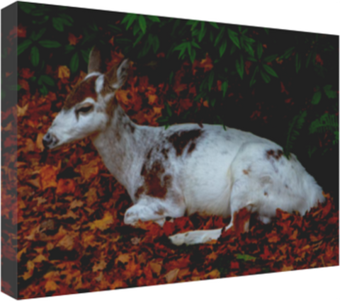 Piebald Doe Resting 18 x 12" Artisan Archival Canvas, Thin Gallery Wrap - Canvas Wraps & Ready to Hang - JustLook.Productions
