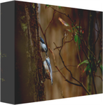 Nuthatch Handoff 12 x 8" Artisan Archival Canvas Thick Gallery Wrapped - Canvas Wraps & Ready to Hang - JustLook.Productions