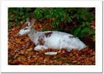 Piebald Doe Resting 24 x 16" Artisan Archival Canvas, Not Mounted - Just Prints - JustLook.Productions