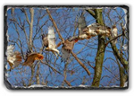 Red-tailed Hawk Sortie Composite Rectangle Slate - 7.8x11.7 in - Slates - JustLook.Productions