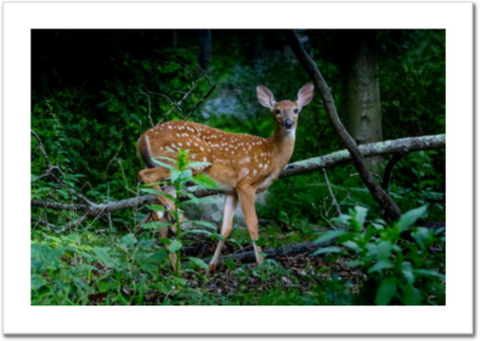 Startled Fawn 30 x 20" Artisan Archival Canvas, Not Mounted - Just Prints - JustLook.Productions