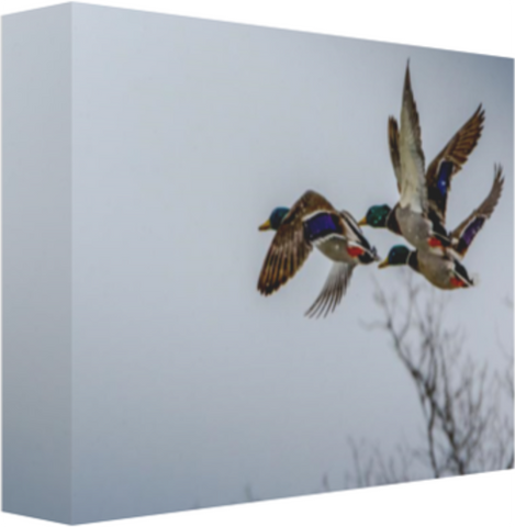 Three Mallard Drakes in Flight 12 x 8" Artisan Archival Canvas Thick Gallery Wrapped - Canvas Wraps & Ready to Hang - JustLook.Productions