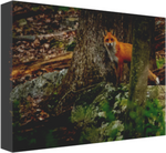 Red Fox Vixen Stare 12 x 8" Artisan Archival Canvas, Thin Gallery Wrap - Canvas Wraps & Ready to Hang - JustLook.Productions