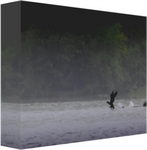 Double-crested Cormorant Double Timing it 12 x 8" Artisan Archival Canvas Thick Gallery Wrapped - Canvas Wraps & Ready to Hang - JustLook.Productions