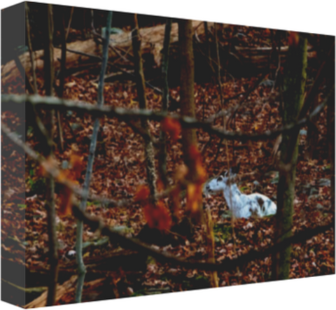Piebald Doe Chewing Cud 12 x 8" Artisan Archival Canvas, Thin Gallery Wrap - Canvas Wraps & Ready to Hang - JustLook.Productions