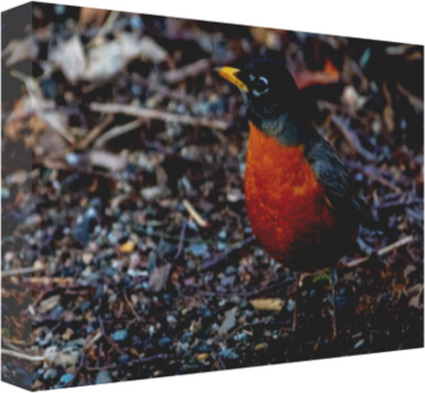 Dee Zki's American Robin 12 x 8" Artisan Archival Canvas, Thin Gallery Wrap - Canvas Wraps & Ready to Hang - JustLook.Productions