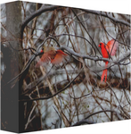 Paula's Northern Cardinals 12 x 8" Artisan Archival Canvas Thick Gallery Wrapped - Canvas Wraps & Ready to Hang - JustLook.Productions