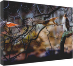 Red-tailed Hawk Fakes Left, Goes Right 19 x 13" Artisan Archival Canvas, Thin Gallery Wrap - Canvas Wraps & Ready to Hang - JustLook.Productions