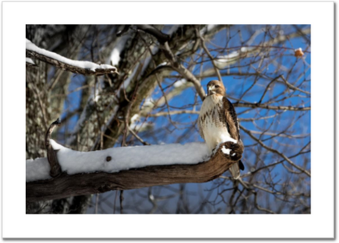 Red-tailed Hawk in Snow 24 x 16" Artisan Archival Canvas, Not Mounted - Just Prints - JustLook.Productions