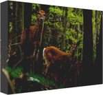 Just Look at the Three Does 12 x 8" Artisan Archival Canvas, Thin Gallery Wrap - Canvas Wraps & Ready to Hang - JustLook.Productions