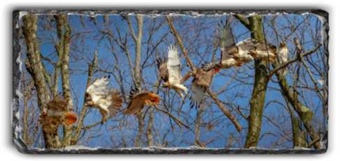 Red-tailed Hawk Sortie Composite Rectangle Slate - 5.24x11.7 in - Slates - JustLook.Productions