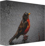 American Robin in the Rain 12 x 8" Artisan Archival Canvas Thick Gallery Wrapped - Canvas Wraps & Ready to Hang - JustLook.Productions