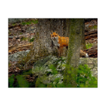 Red Fox Vixen Stare Puzzle Regular 10.5x13.5
252 Pieces - Puzzles - JustLook.Productions