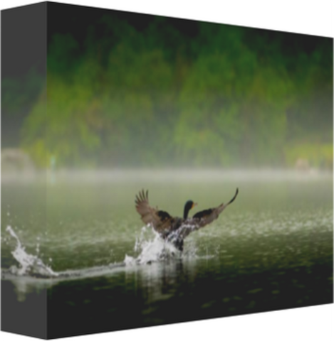 A Double-crested Cormorant Hits the Water 12 x 8" Artisan Archival Canvas Thick Gallery Wrapped - Canvas Wraps & Ready to Hang - JustLook.Productions
