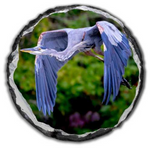 Dustin's Great Blue Heron Round Slate - 11.7x11.7 in - Slates - JustLook.Productions