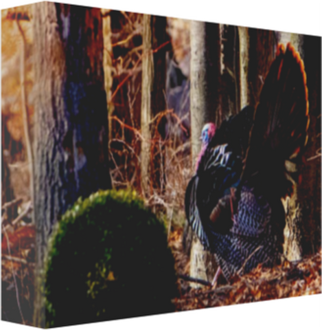 Tom in Strut 12 x 8" Artisan Archival Canvas Thick Gallery Wrapped - Canvas Wraps & Ready to Hang - JustLook.Productions