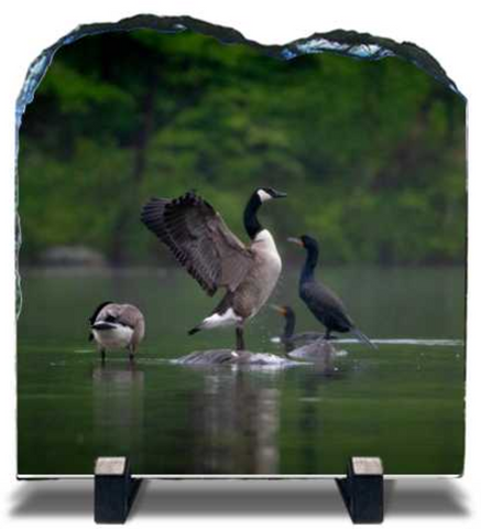 Goose / Cormorant Standoff Tablet Slate - 7.8x7.8 in - Slates - JustLook.Productions
