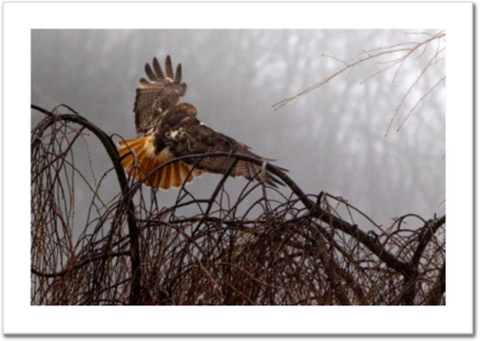 Red-tailed Hawk Foggy Sortie 30 x 20" Artisan Archival Canvas, Not Mounted - Just Prints - JustLook.Productions