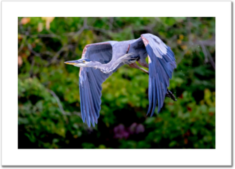 Dustin's Great Blue Heron 24 x 16" Artisan Archival Canvas, Not Mounted - Just Prints - JustLook.Productions